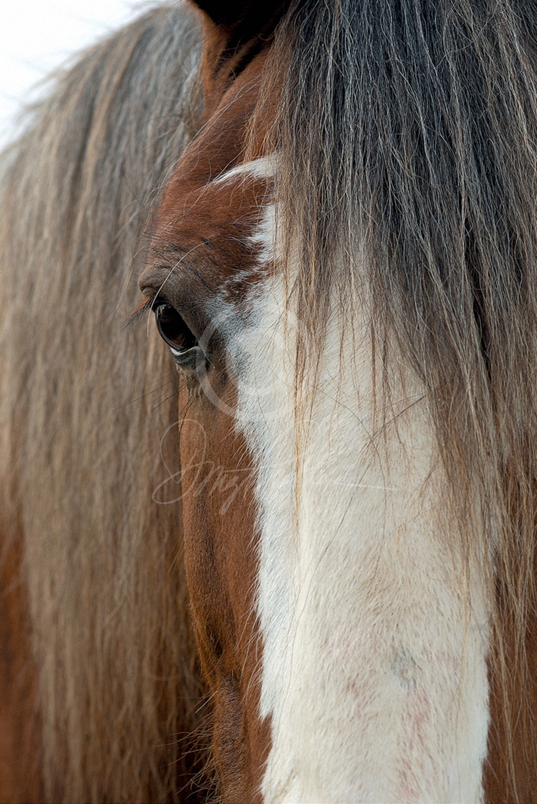 The Workhorse, Portrait of a Clydesdale, a fine art horse portrait. A ...