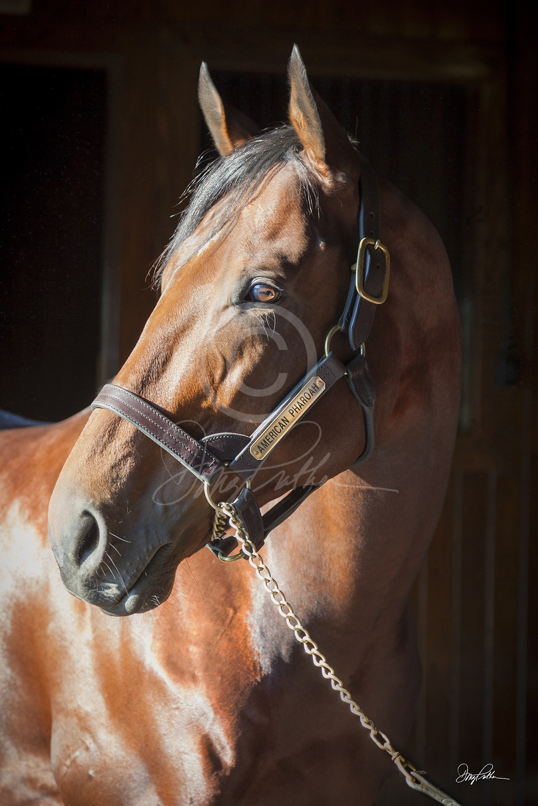 American Pharoah, a fine art horse print. 2015 Triple Crown Winner ...