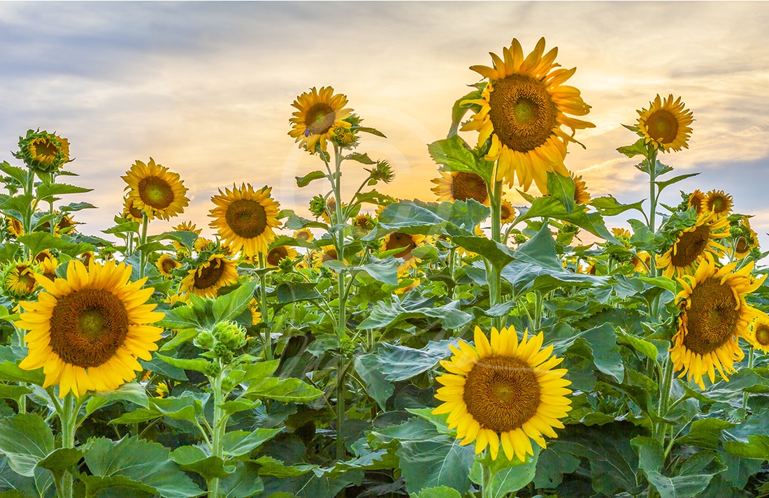 Sunflowers At Sunset, a fine art print. A bright field of sunflowers ...