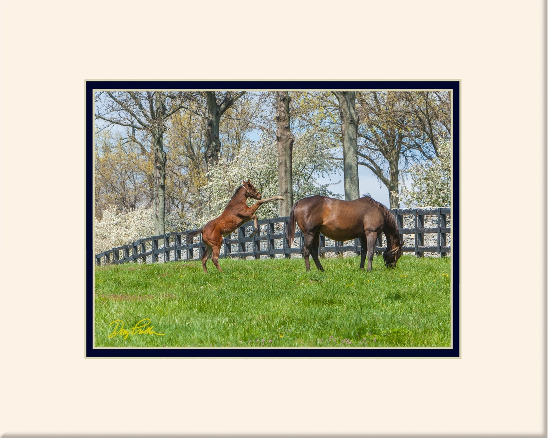 Born To Run, a fine art horse print by Doug Prather. A new born